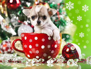 Christmas chihuahua, dog, sweet, cute, cup, tree, puppy, decoration, holiday, pretty, snowfall, christmas, adorable, chihuahua, sbnowflakes, new year HD wallpaper