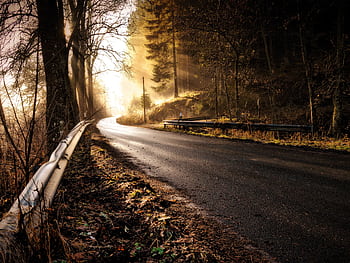 A tranquil forest road with golden sunlight filtering through the trees. HD wallpaper