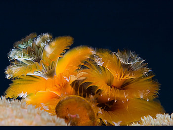 Golden Christmas Tree worm, golden, 3d, christmas, tree HD wallpaper