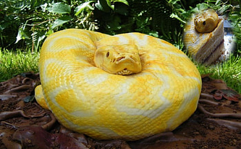 Albino Burmese Python, marines, recon, usmc, marine corps HD wallpaper
