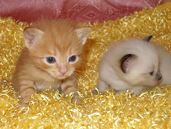 Exotic kittens, cats, nature, animals HD wallpaper