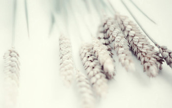Wheat, Plant, Macro, Tenderness HD wallpaper