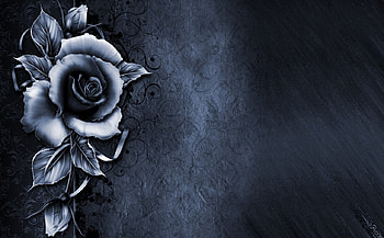 Rose, blue, abstract, texture, macro HD wallpaper