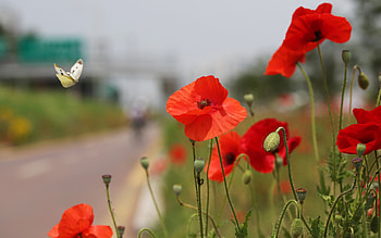 Poppies, butterfly, insect, flower HD wallpaper