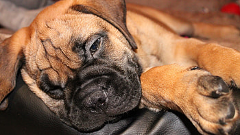 Bullmastiff , High-quality , Beautiful canines, Majestic presence HD wallpaper