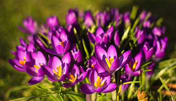 Spring flowers, meadow, beautiful, grass, spring, fresh, nice, crocus, pretty, field, freshness, greenery, nature, flowers, lovely HD wallpaper
