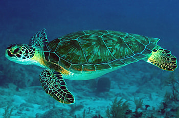 Majestic sea turtles, Graceful creatures, Ocean wanderers, Vibrant marine life HD wallpaper