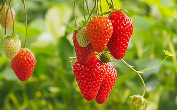Strawberries, fruit, plant, strawberry, food HD wallpaper