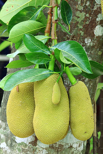 Jackfruit fruit, Tropical produce, Nature's bounty, Fruit and flowers HD phone wallpaper