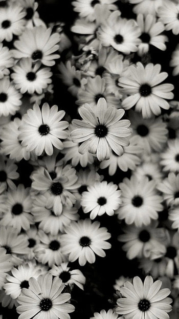 Black Flowers, Black And White, Floral Background HD phone wallpaper
