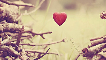Grass, Love, Branches, Heart HD wallpaper