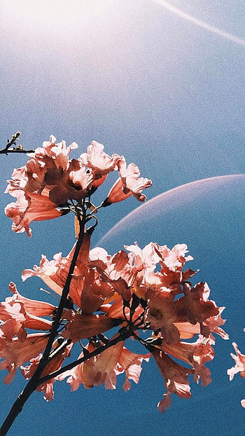 Flowers Aesthetic, Springs HD phone wallpaper
