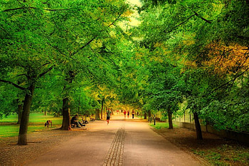 Stroll in the Park, trees, grass, road, leaves HD wallpaper