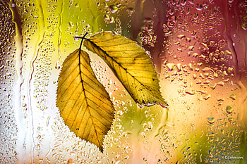 Yellow Leaves Autumn Macro , leaves, autumn, nature, macro HD wallpaper
