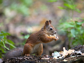 Cute Squirrel, cute, beautiful, , squirrel HD wallpaper