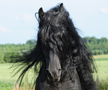 Face of Beauty, horse, mare, stallion, animals, cavalo, gorgeous, foal, powerful HD wallpaper