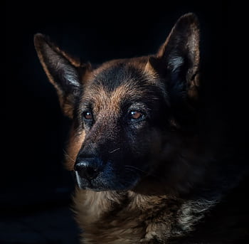 Close-up of a German Shepherd dog in dramatic lighting, highlighting its features. HD wallpaper