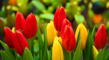 Tulips, colorful, garden, flowers, beautiful, spring, park HD wallpaper