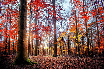 Forest Colors, leaves, woods, moss, trees, colors, autumn, beautiful, forest HD wallpaper