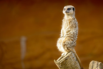 Animals, Animal, Nice, Sweetheart, Meerkat, Surikat HD wallpaper