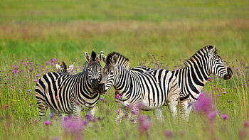 Stunning Zebra Herd in Vibrant Wildflower Meadow, Animal, zebra HD wallpaper