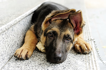 German Shepherd 2, german-shepherd, animals, cute, dog HD wallpaper