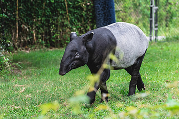 Malayan tapir, Virginia Zoo, Tapir, Zoo HD wallpaper