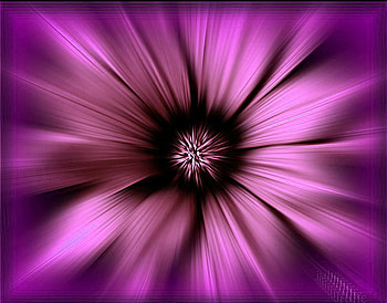 Bloom, purple, close up, petals, flower HD wallpaper