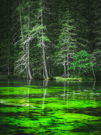 Nature, Pine, Lake, Shore, Bank, Forest HD phone wallpaper