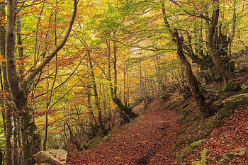 Fall Season, leaves, trees, colors, forest, fern HD wallpaper