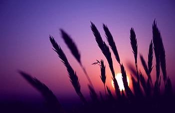 For > Purple Sunset HD wallpaper