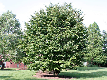 Buckeye Tree, Buckeye native, Campbell's nursery, Woody perennial HD wallpaper