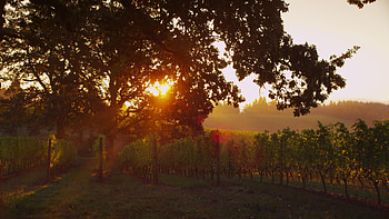 Sunlit oak tree in vineyard, Sunrise beauty, U resolution, Serene ambiance HD wallpaper