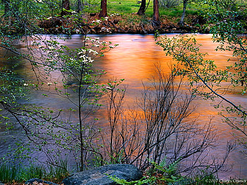 Down by the riverside, river, plants, golden reflection, trees, peaceful, sunset HD wallpaper