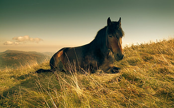 Nap, meadow, horses, pony HD wallpaper