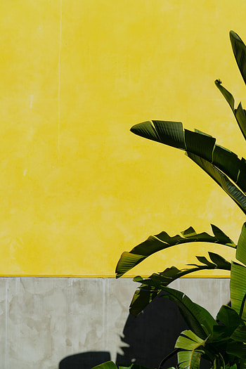 Leaves, Plant, Miscellanea, Miscellaneous, Wall, Banana Palm HD phone wallpaper
