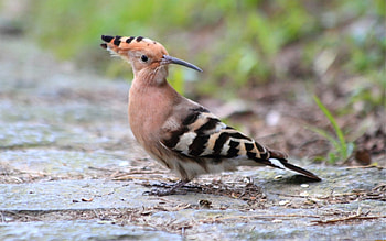 *** Hoopoe ***, zwierzeta, ptak, ptaki, dudek HD wallpaper
