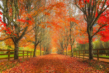 Autumn Road, Fence, Leaves, Alley, Trees, Farm HD wallpaper