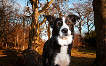 Animals, Shine, Light, Wood, Tree, Dog, Muzzle, Squint HD wallpaper