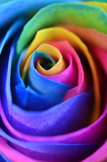Flower, Macro, Multicolored, Motley, Rose Flower, Rose, Petals HD phone wallpaper