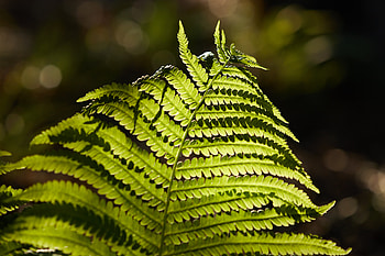 Plant, Macro, Fern, Branch HD wallpaper