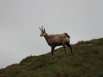 Tatra chamois subspecies, Naturalist graphs, Mountain biodiversity, Wildlife preservation HD wallpaper