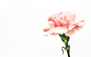 Single pink carnation flower isolated on a bright white background with soft petals. HD wallpaper
