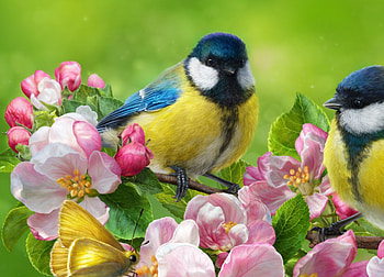 beautiful birds, natur, flowers, birds, spring HD wallpaper