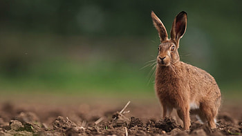 Wild hare, Jungle habitat, Nature graphy HD wallpaper