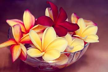 Still life beauty, Bowl of flowers, Red and yellow frangipani, Captivating HD wallpaper