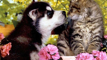 Animal love, dog, kitten, puppy, love, cat HD wallpaper