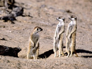 Meerkats South Africa, desert, meerkats, talk, hungry HD wallpaper