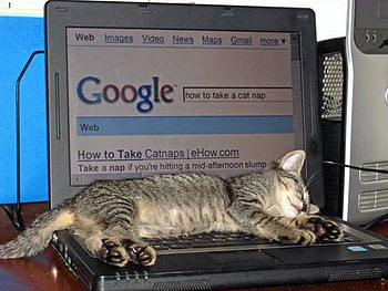 Google search: Catnap, nap, cute, cat, computer HD wallpaper