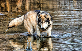 Animals, Water, Predator, Wolf, Stroll, Hunting, Hunt HD wallpaper